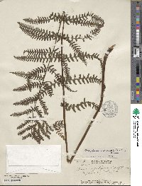 Deparia prolifera image