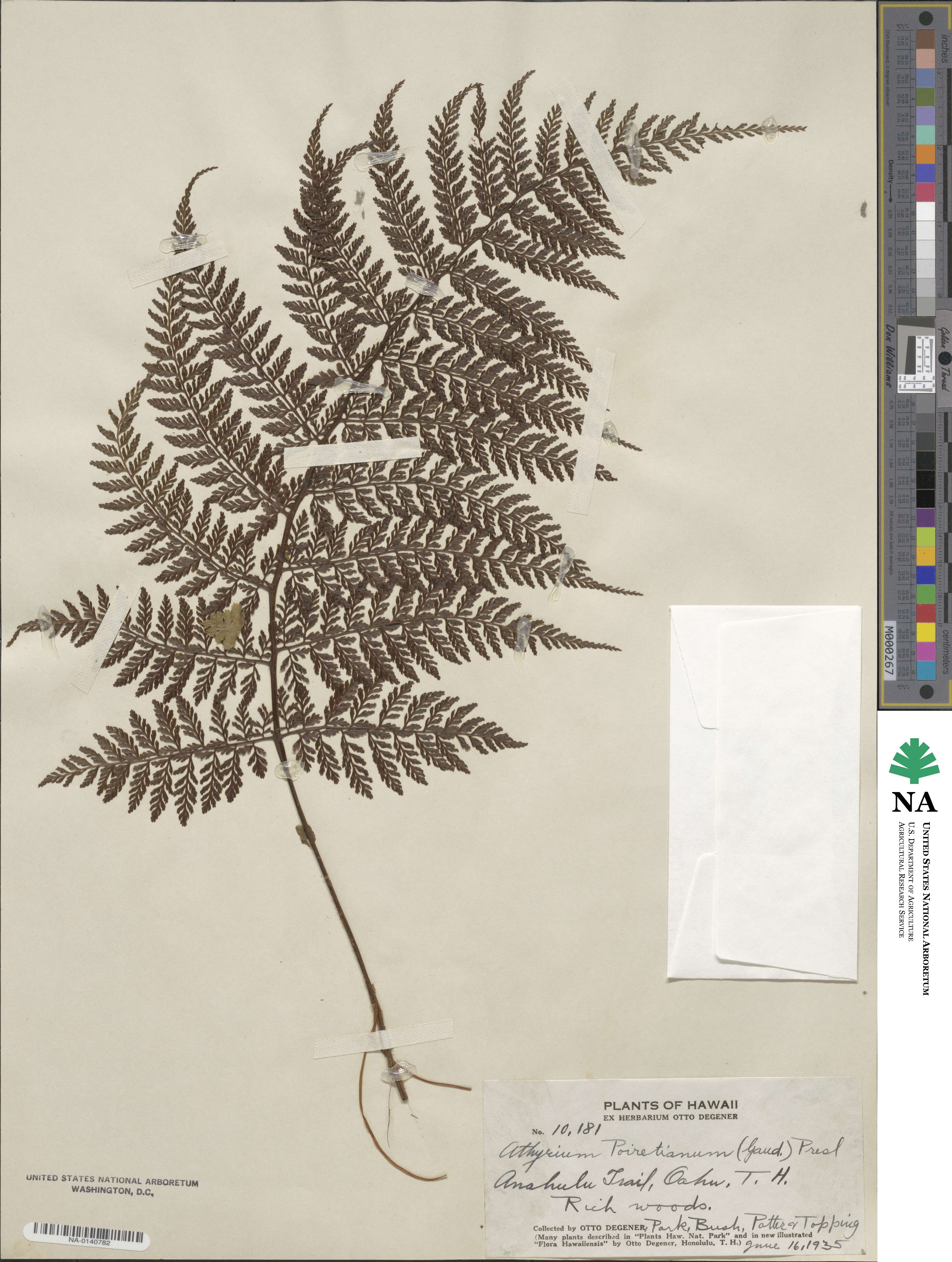 Athyrium microphyllum image