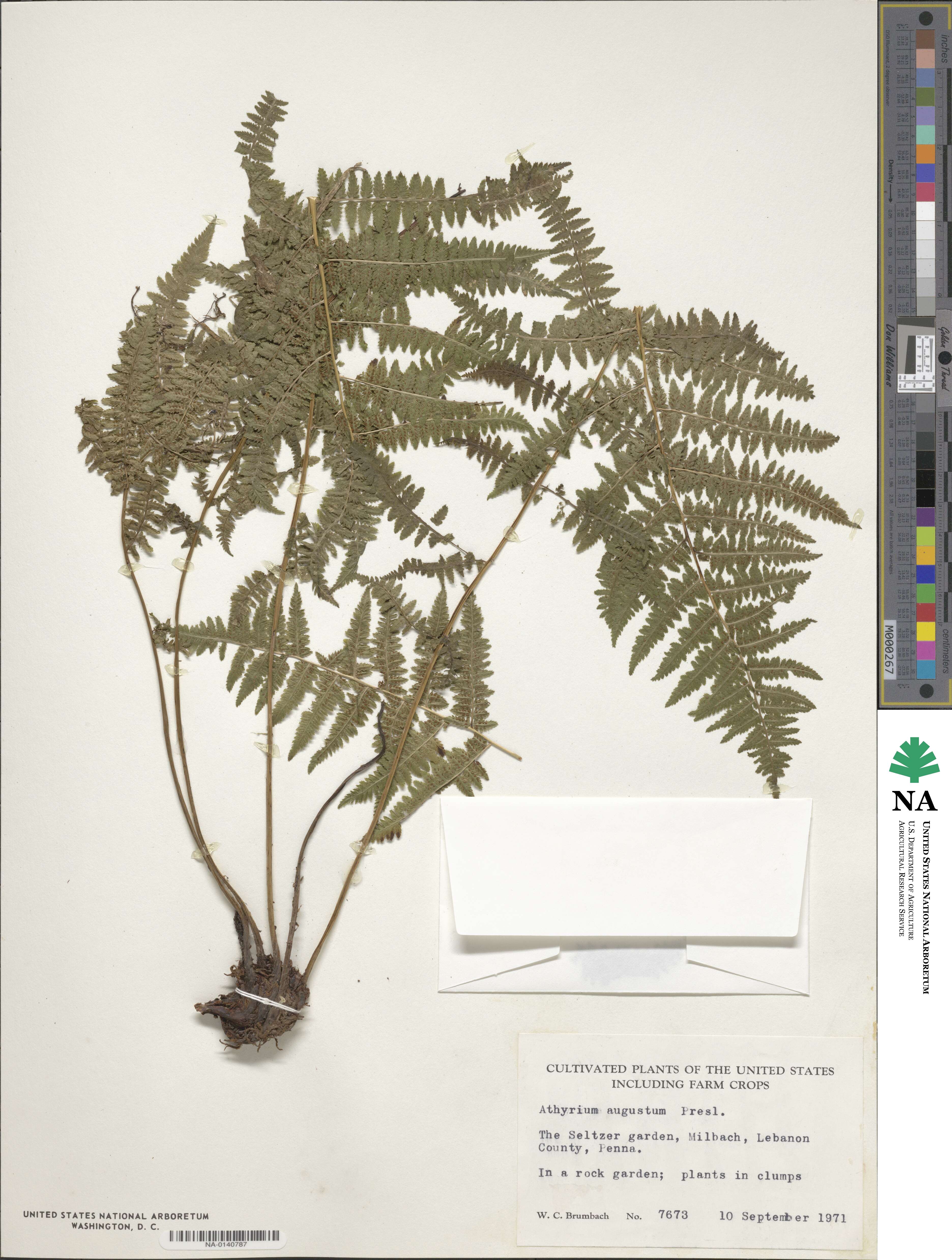 Athyrium asplenioides var. angustum image