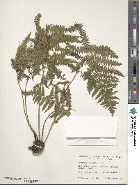 Athyrium asplenioides image