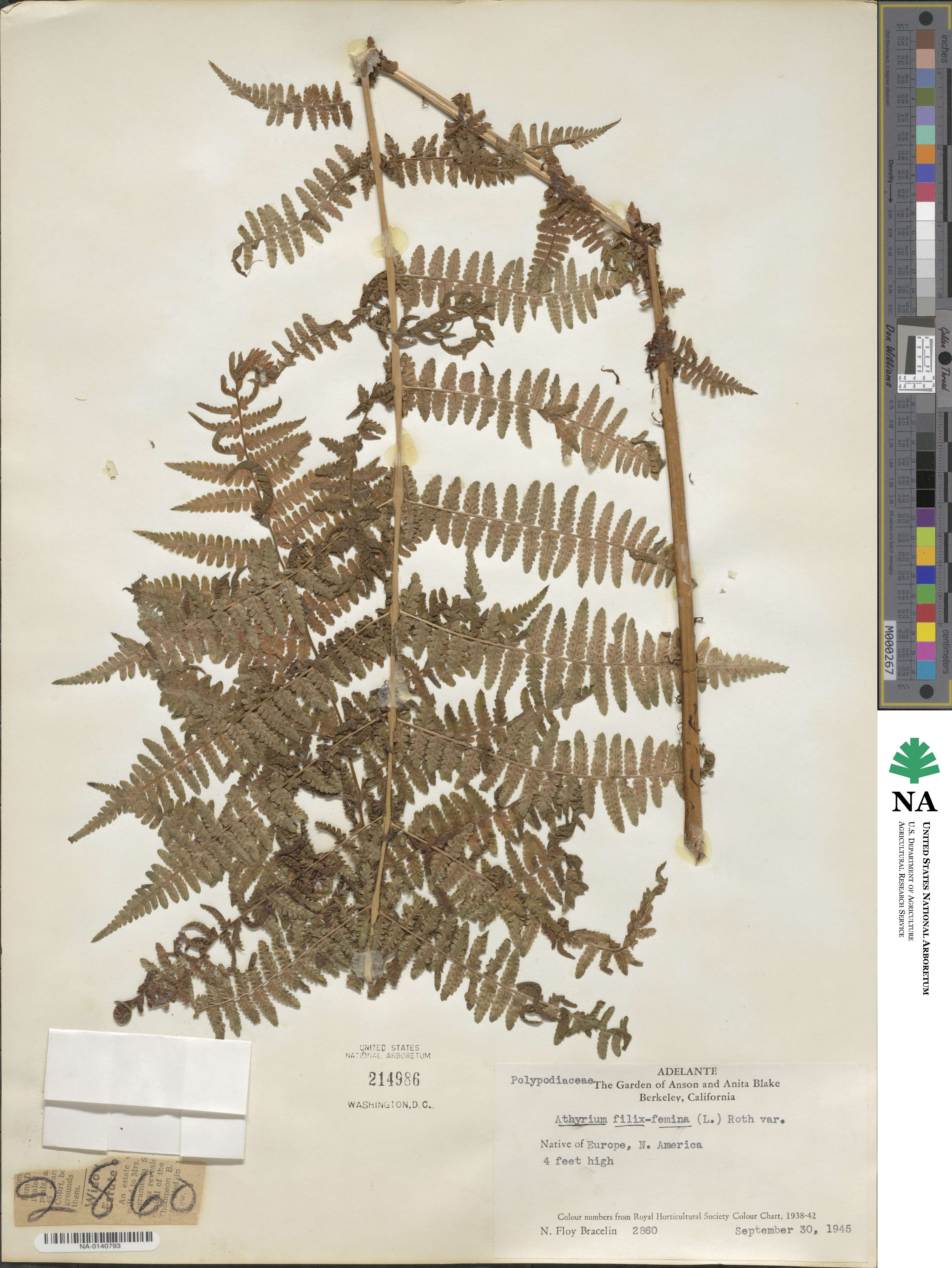 Athyrium filix-femina image