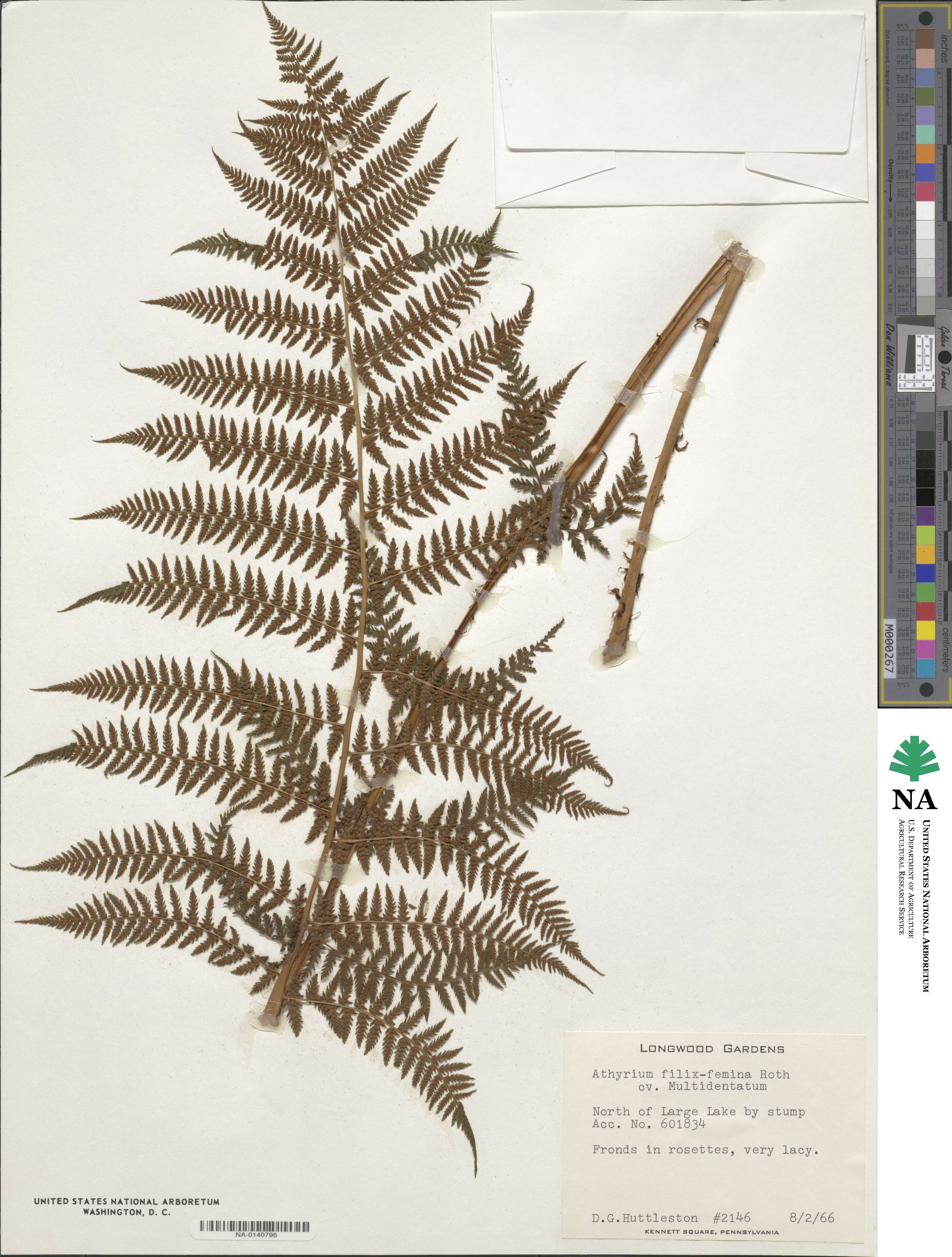 Athyrium filix-femina image