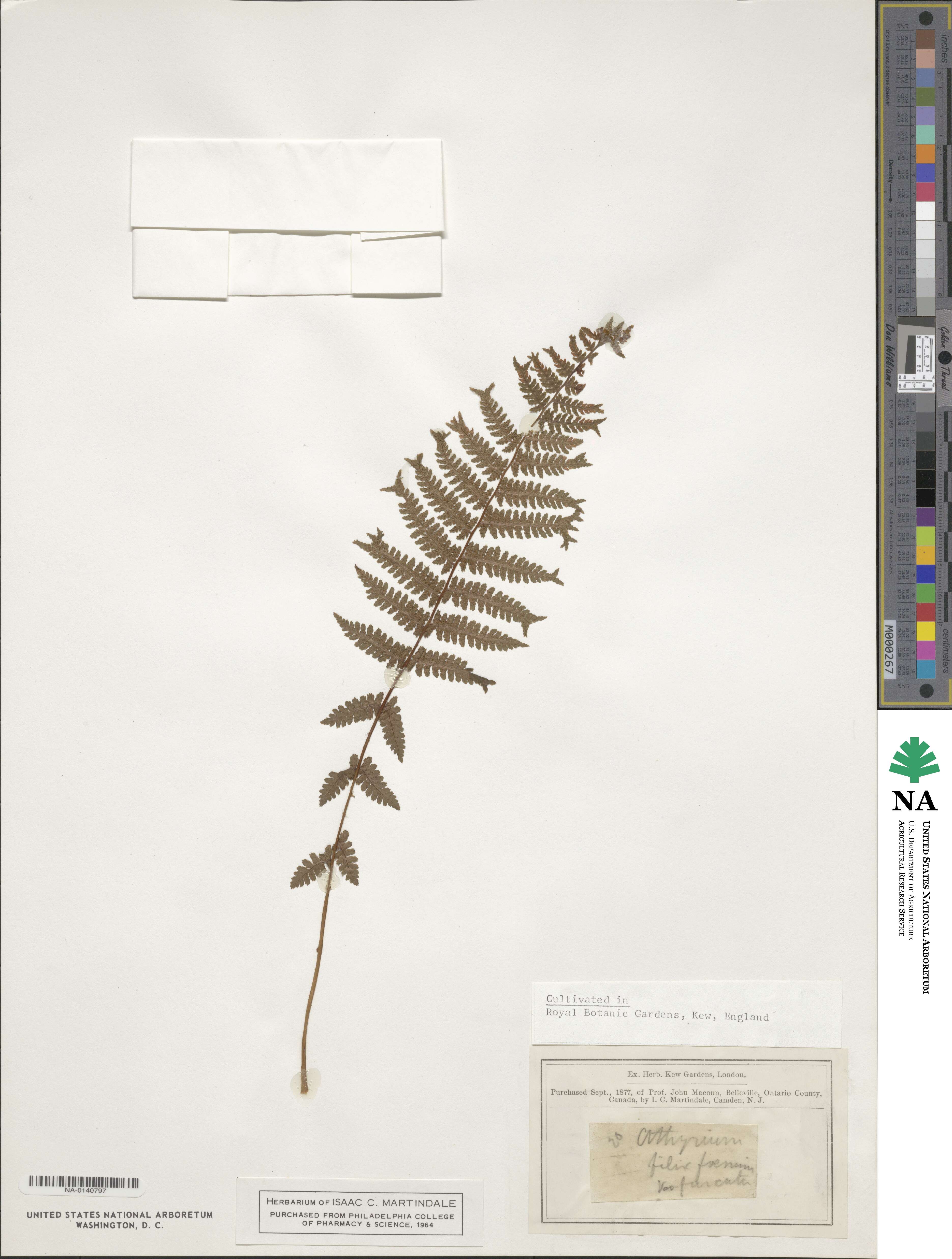 Athyrium filix-femina image
