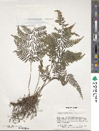 Athyrium iseanum image