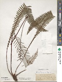 Struthiopteris spicant image