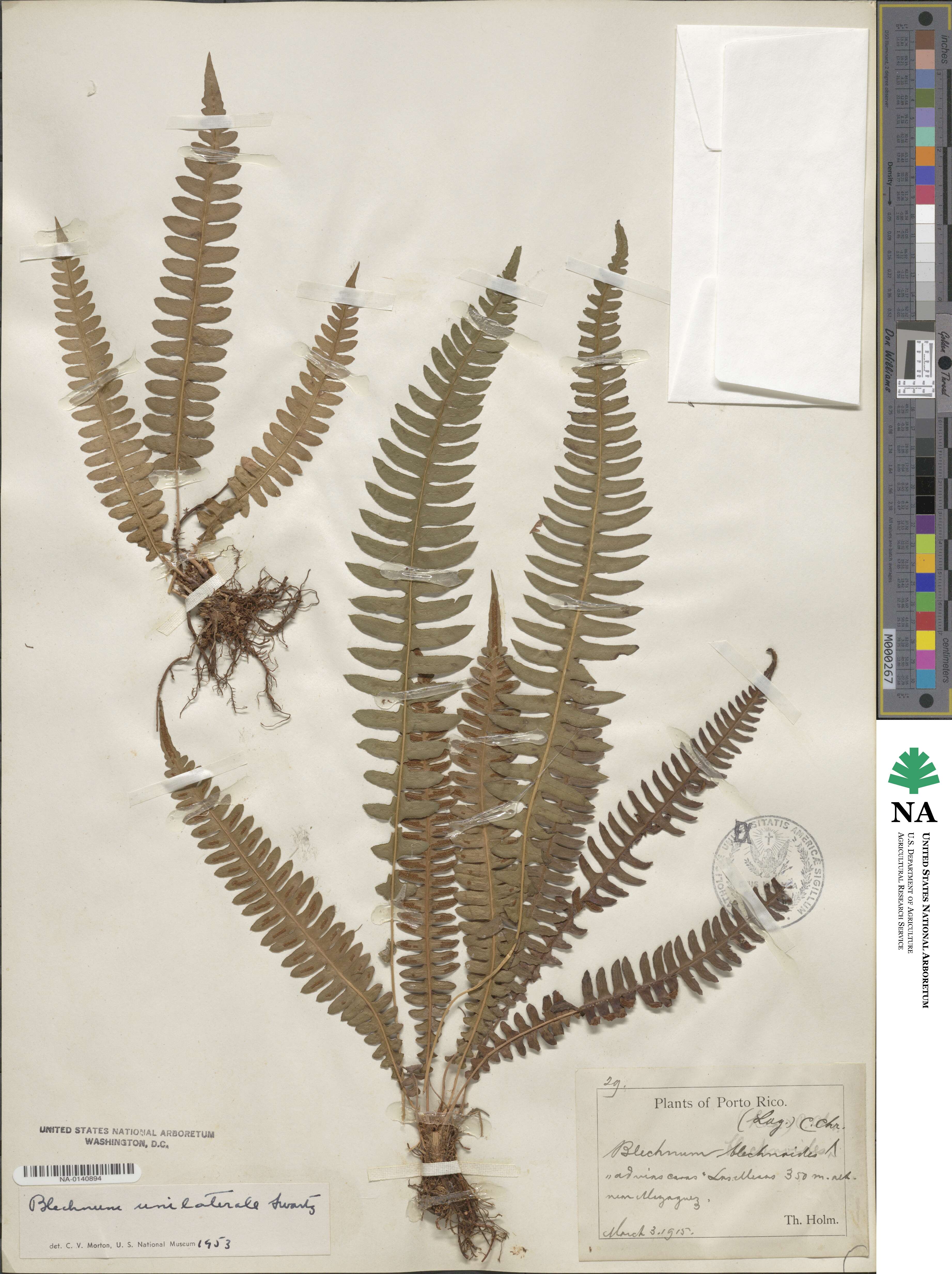 Blechnum blechnoides image