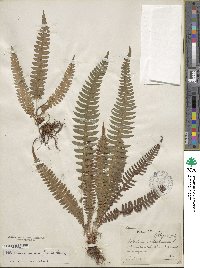 Image of Blechnum blechnoides