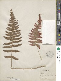 Image of Blechnum occidentale