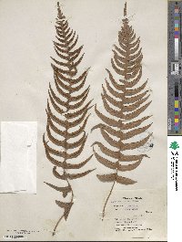 Blechnum occidentale image