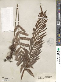 Blechnum occidentale image