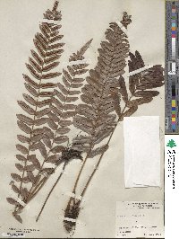 Blechnum occidentale image