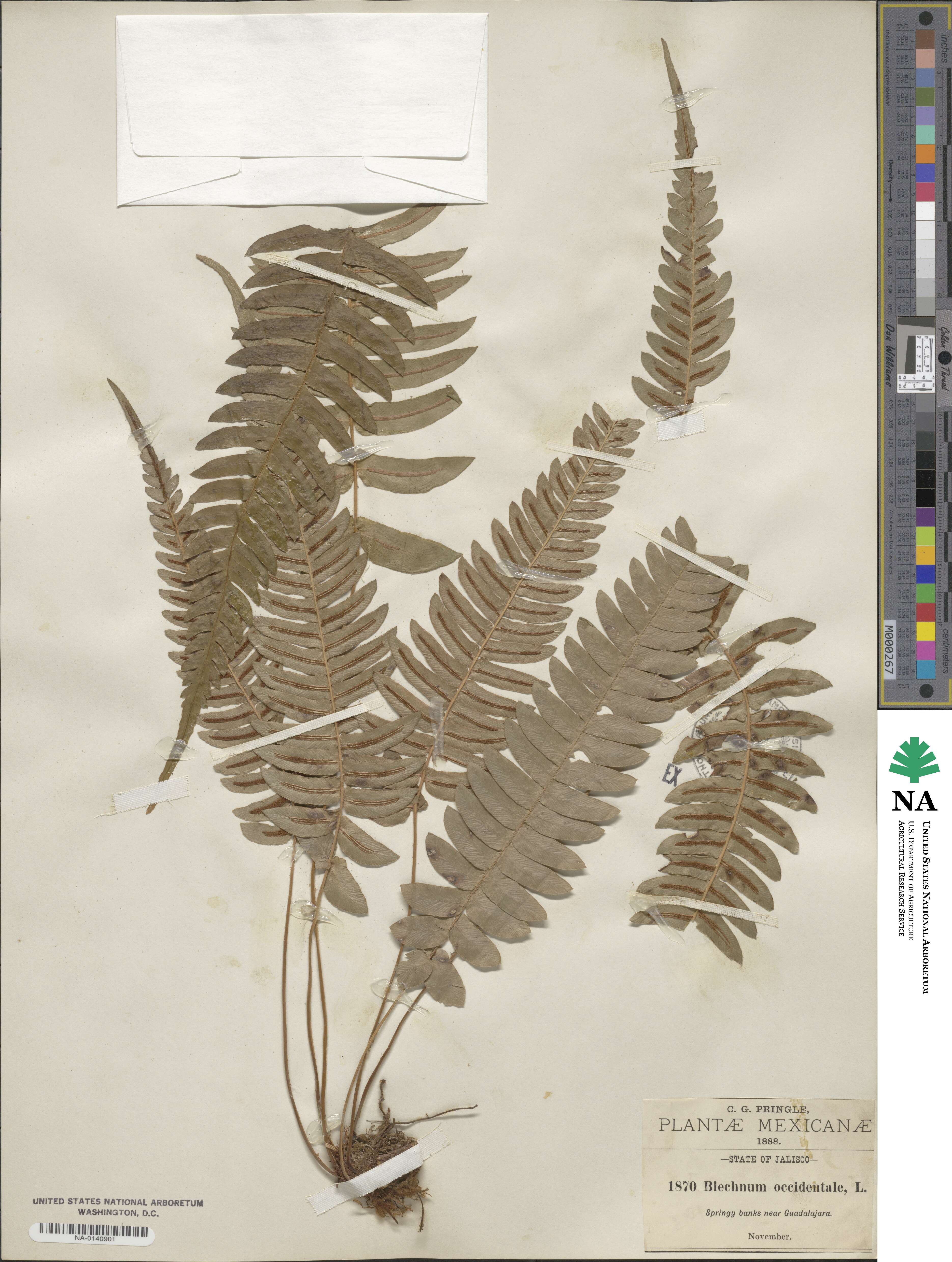 Blechnaceae image