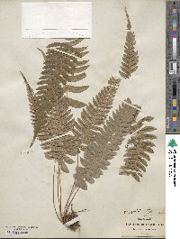 Blechnum occidentale image