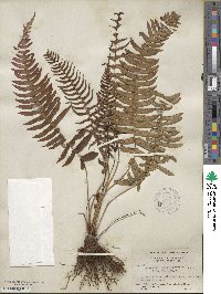 Blechnum occidentale image