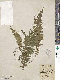 Blechnum occidentale image