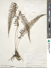 Blechnum occidentale image