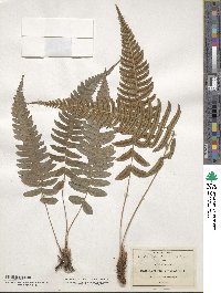 Blechnum occidentale image