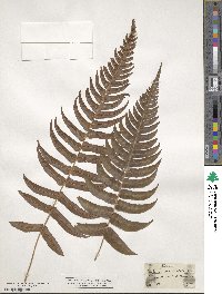 Blechnum occidentale image