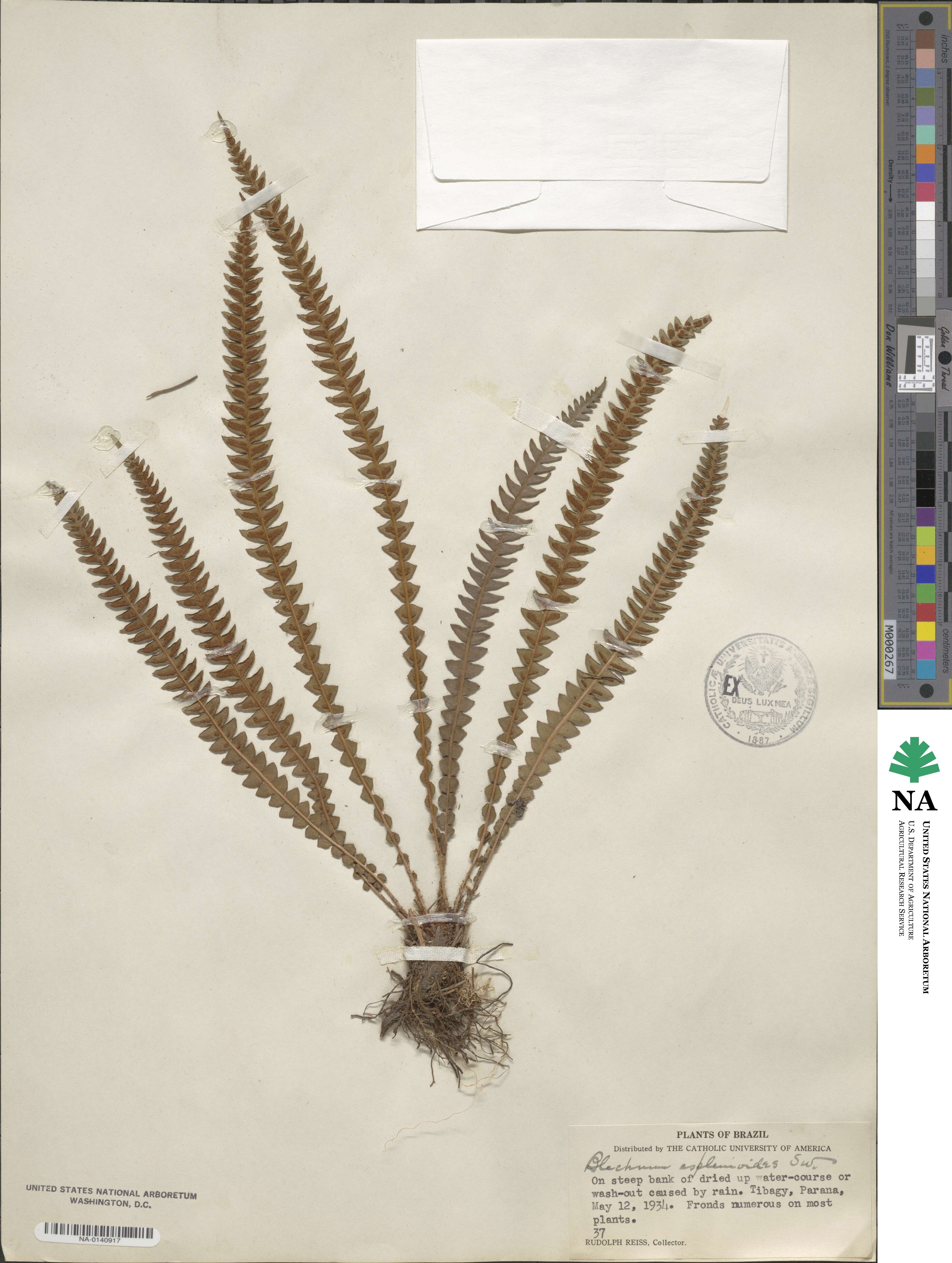 Blechnum asplenioides image