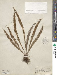 Image of Blechnum asplenioides