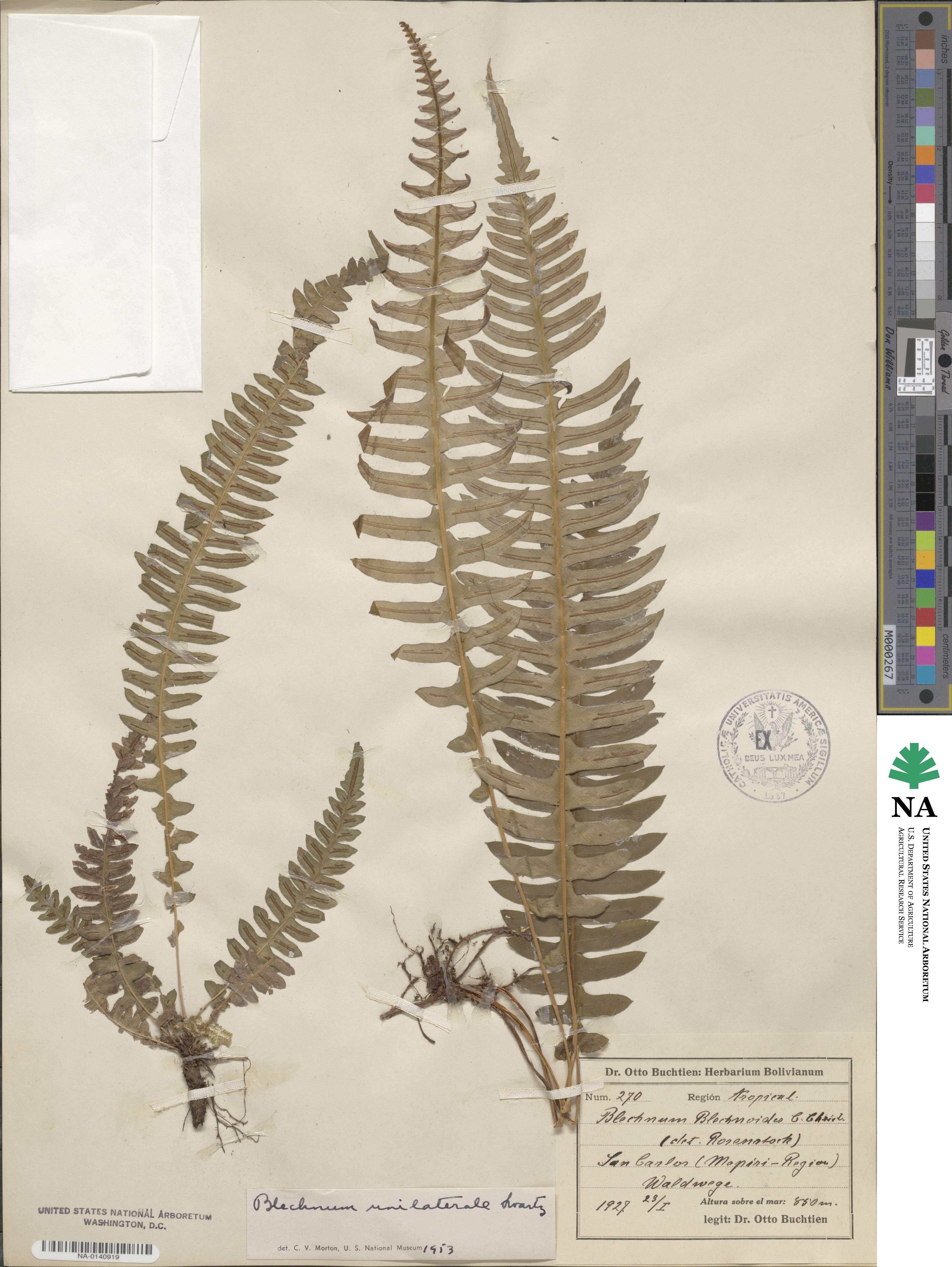 Blechnum blechnoides image