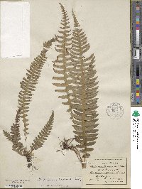 Blechnum blechnoides image