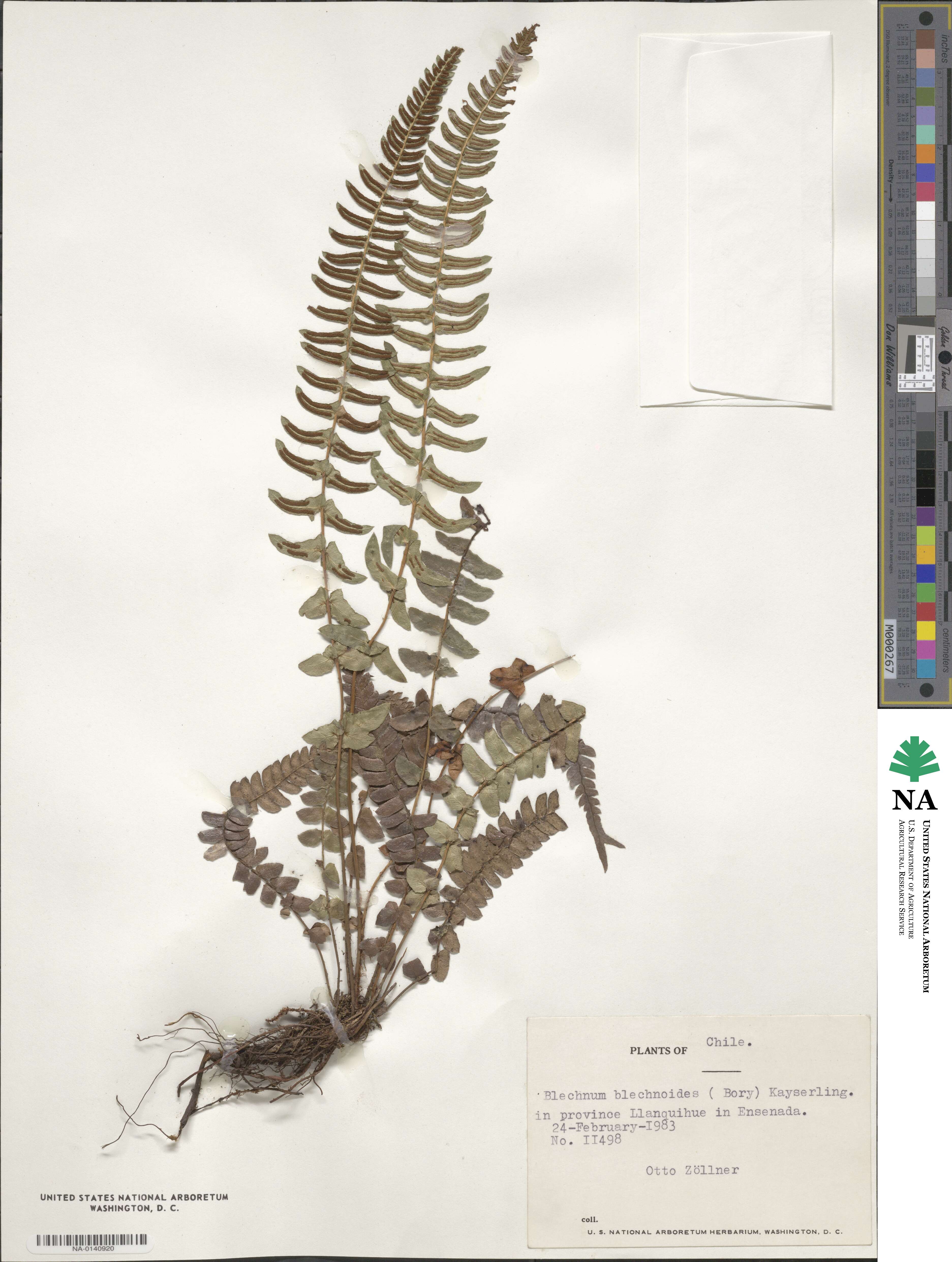 Blechnum blechnoides image