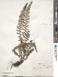 Blechnum blechnoides image