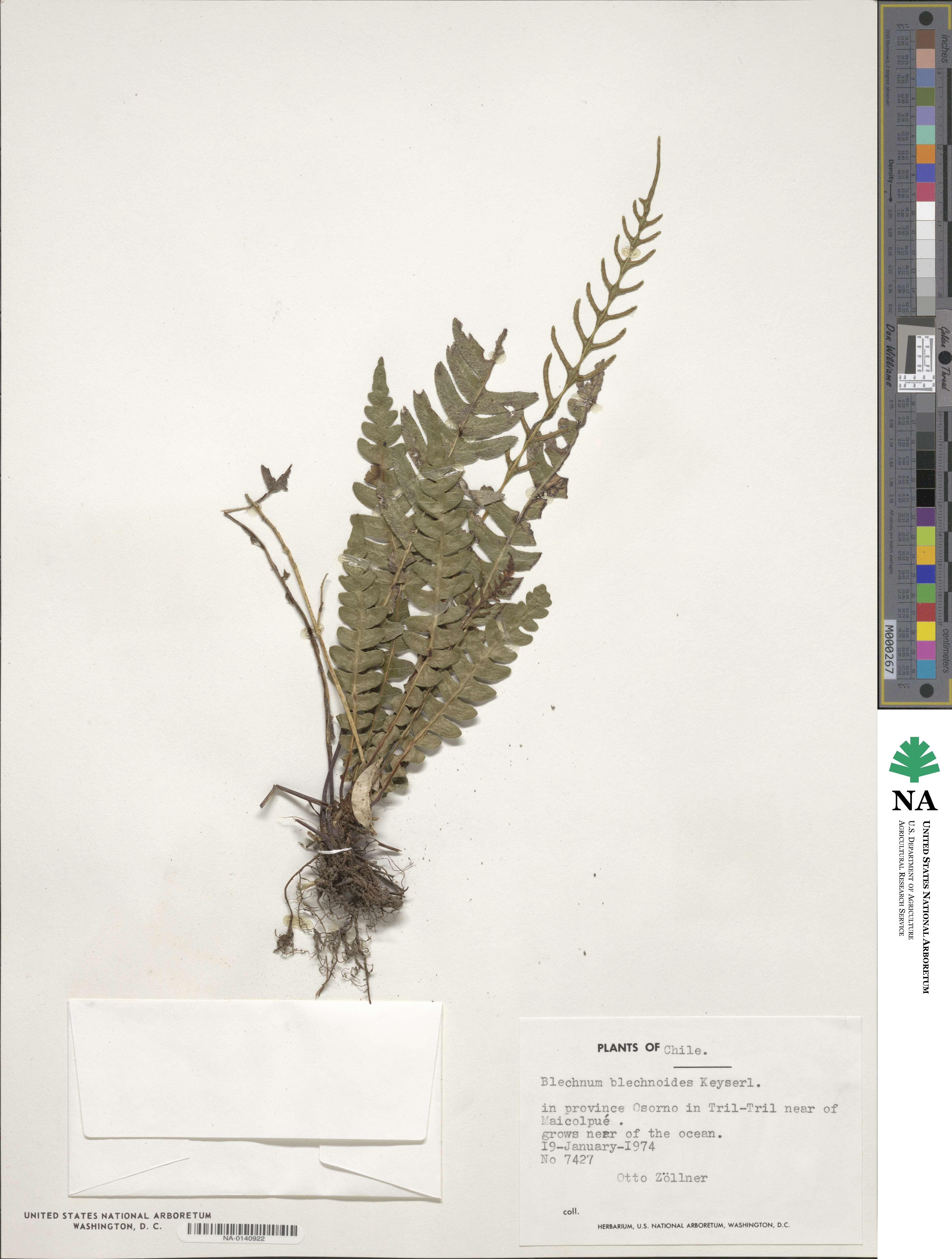 Blechnum blechnoides image