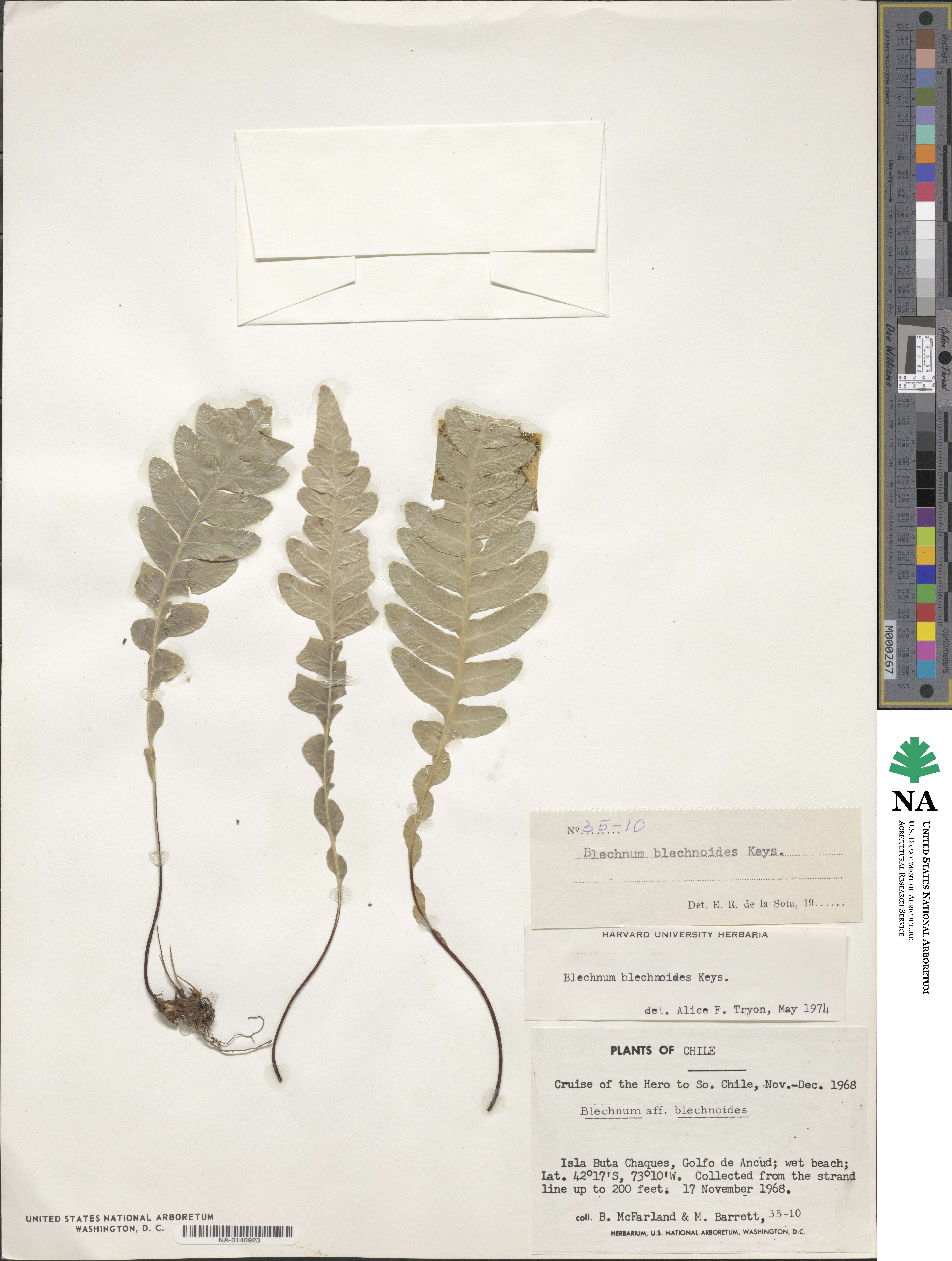 Blechnum blechnoides image