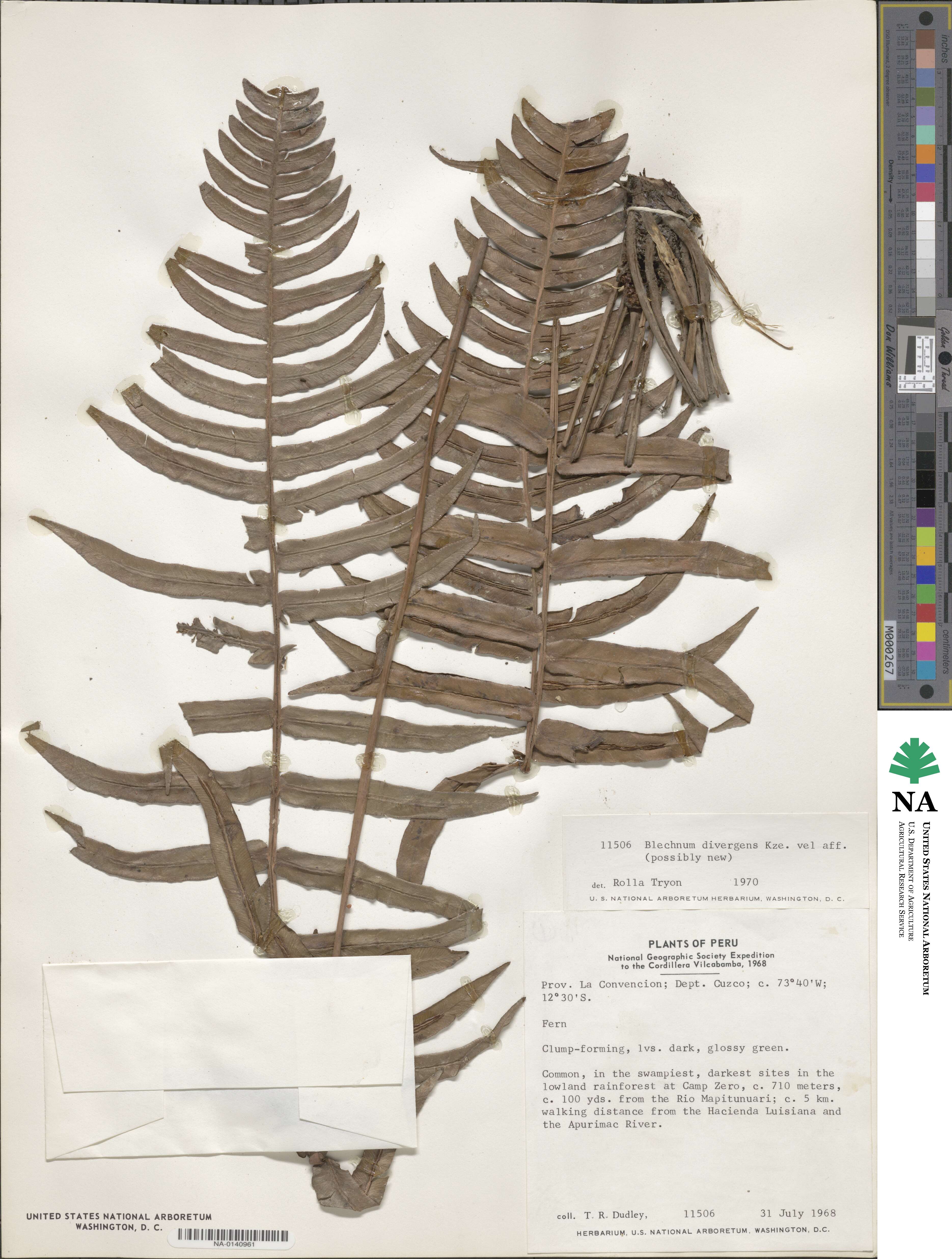 Austroblechnum divergens image