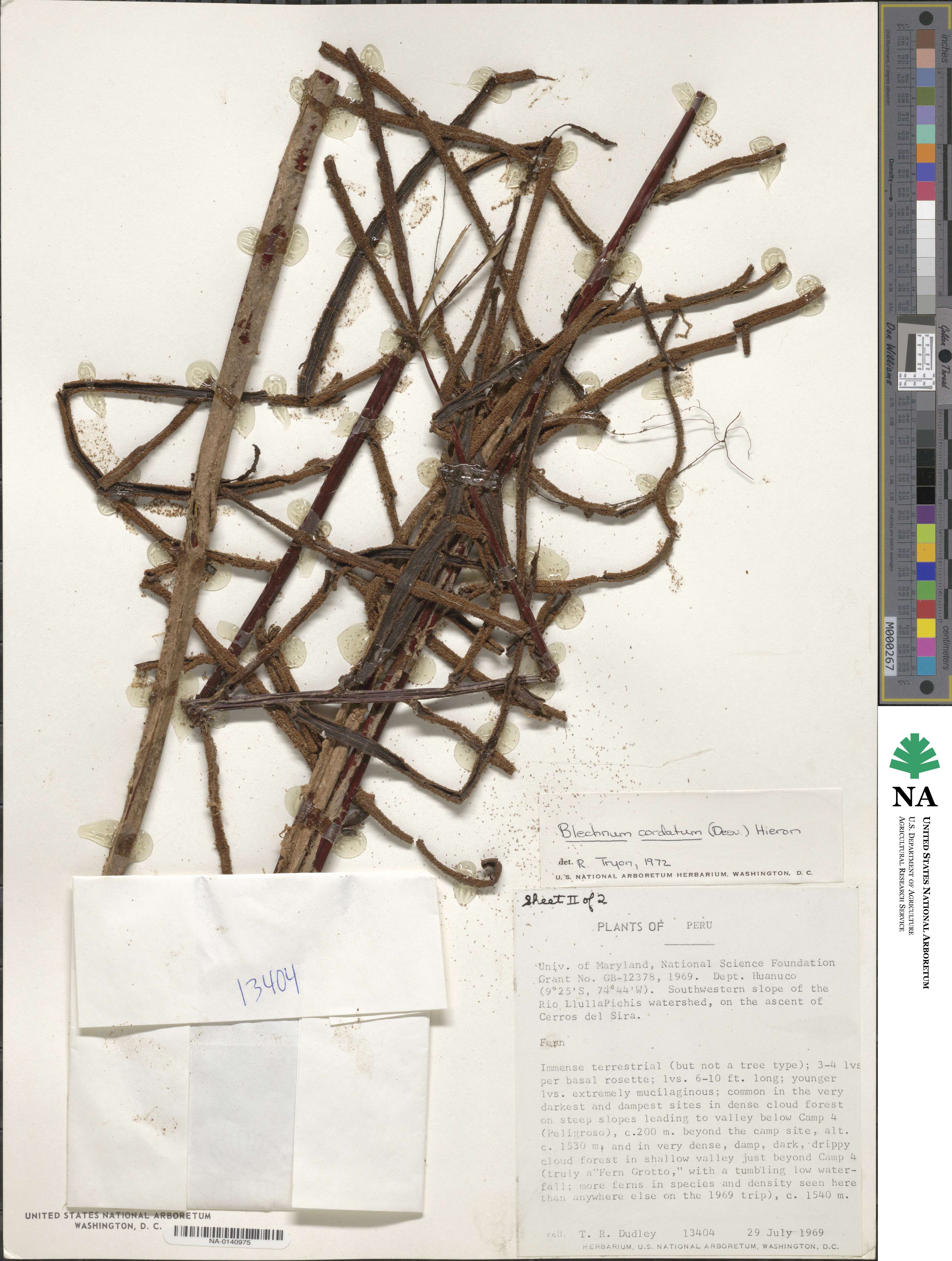 Parablechnum cordatum image