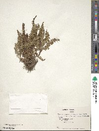 Austroblechnum microphyllum image