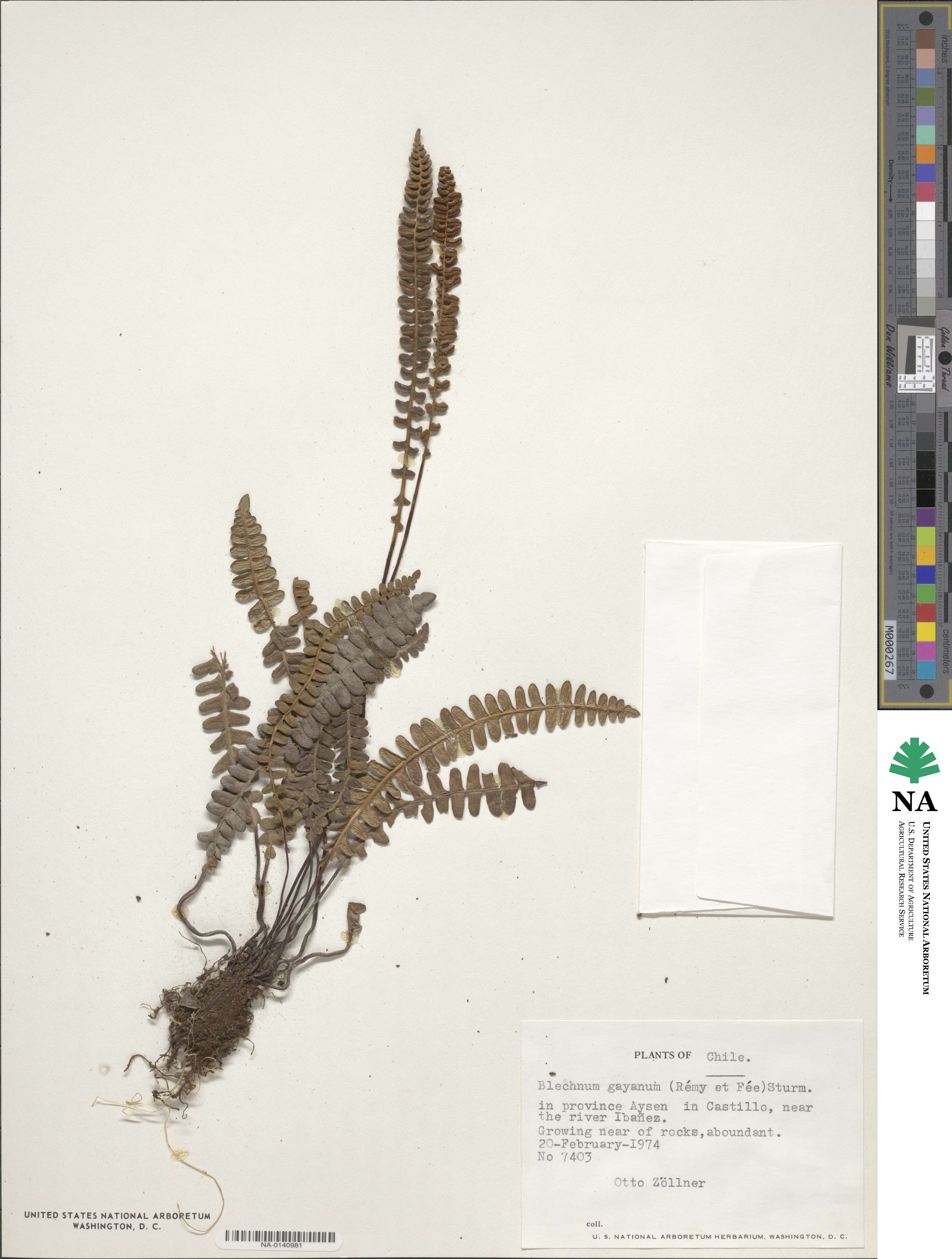 Austroblechnum microphyllum image