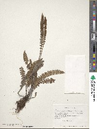 Austroblechnum microphyllum image