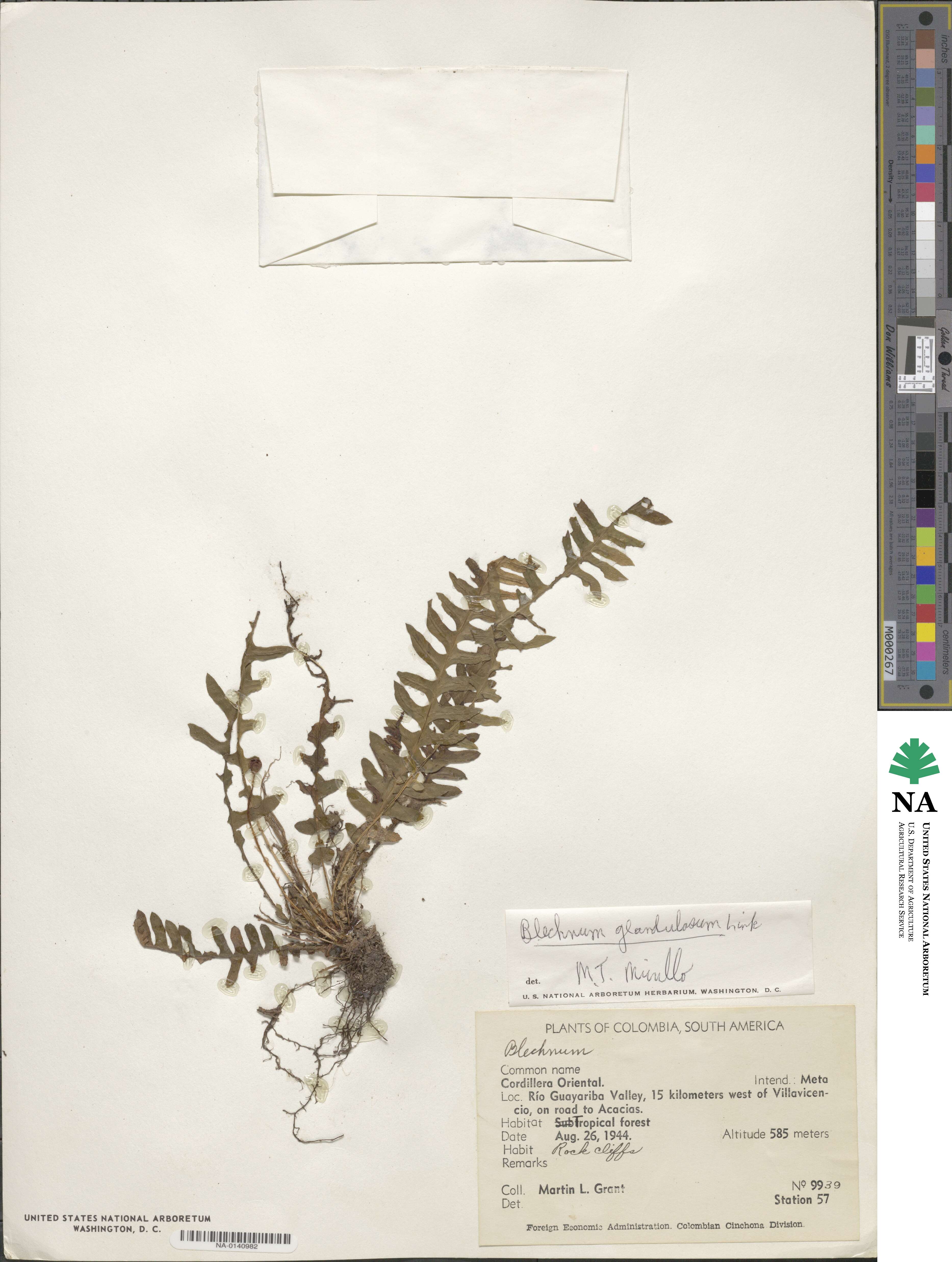 Blechnum glandulosum image