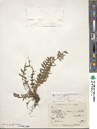 Image of Blechnum glandulosum