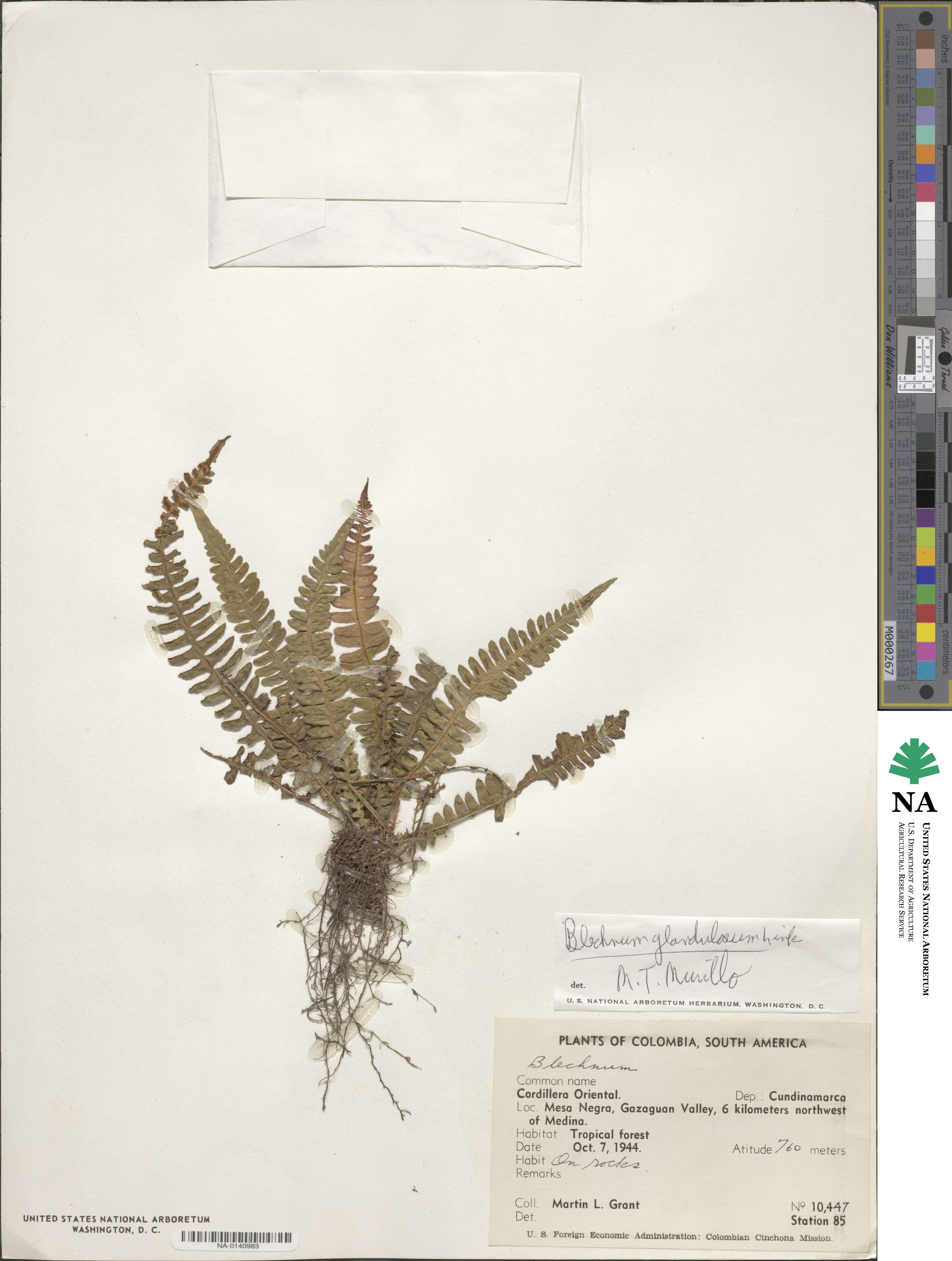 Blechnum glandulosum image