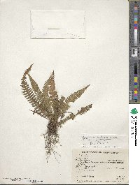 Blechnum glandulosum image