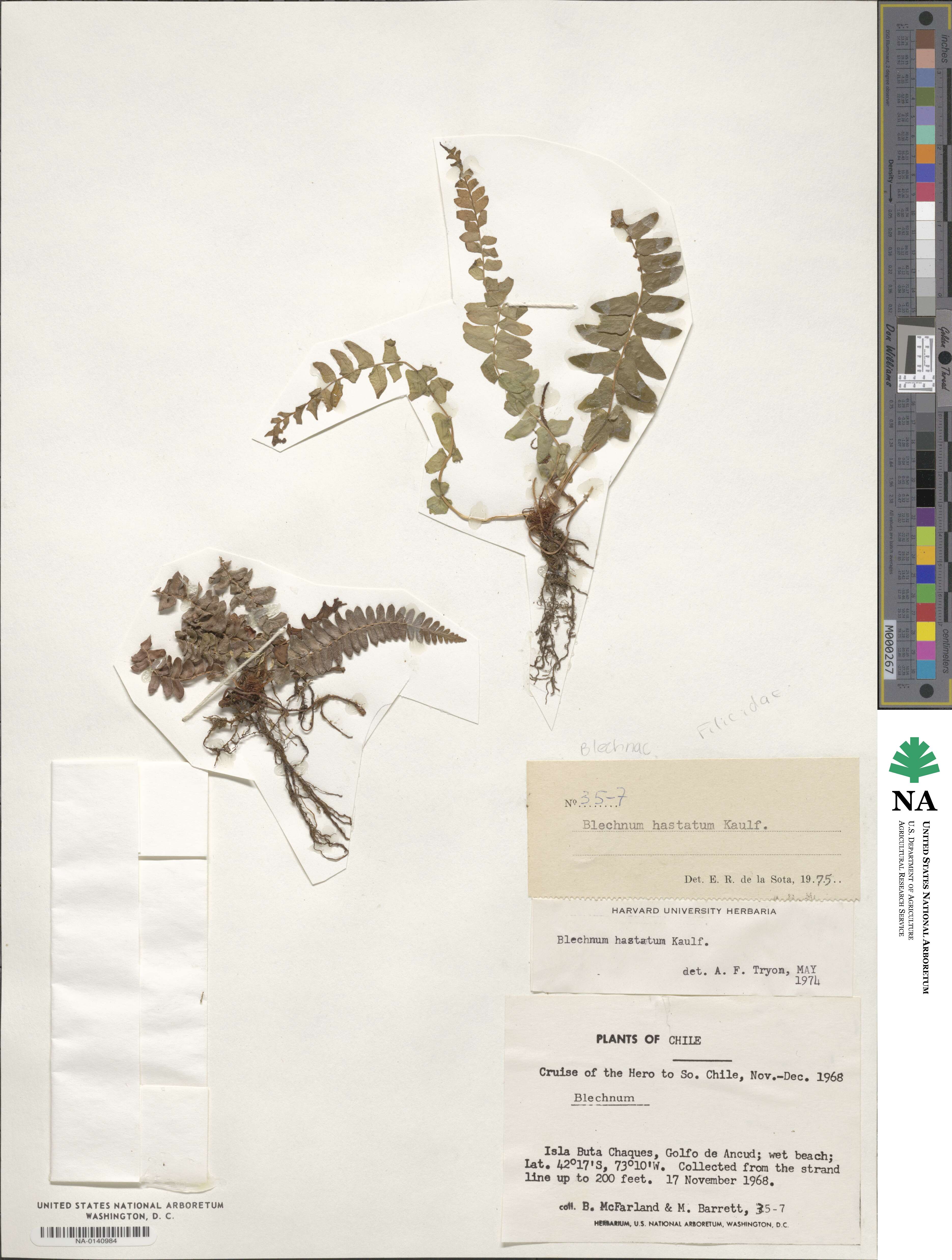 Blechnum hastatum image