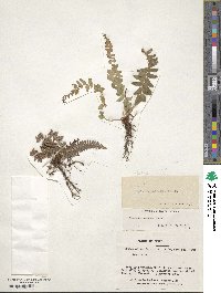 Blechnum hastatum image