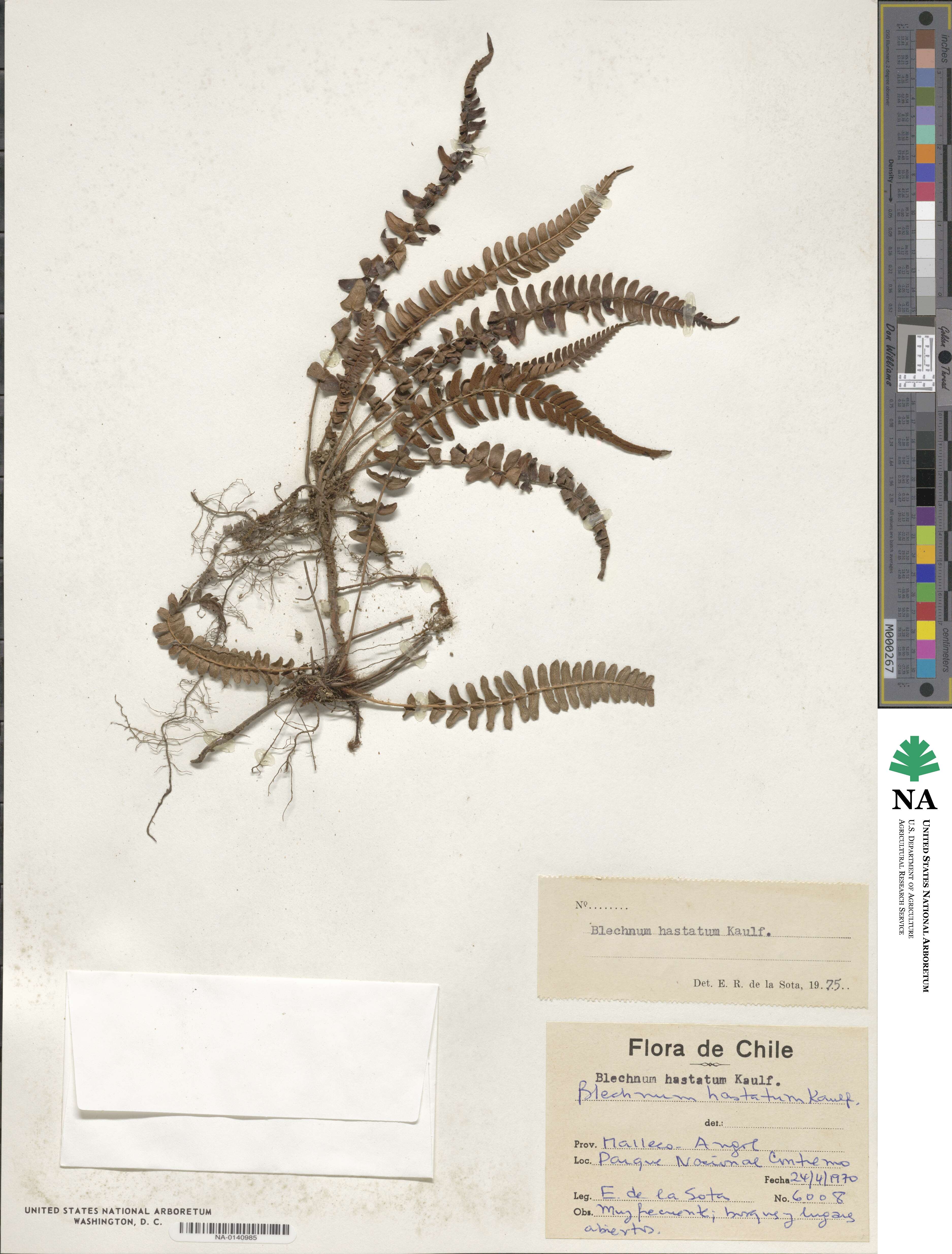 Blechnum hastatum image