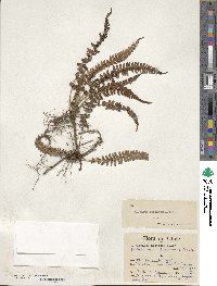 Blechnum hastatum image