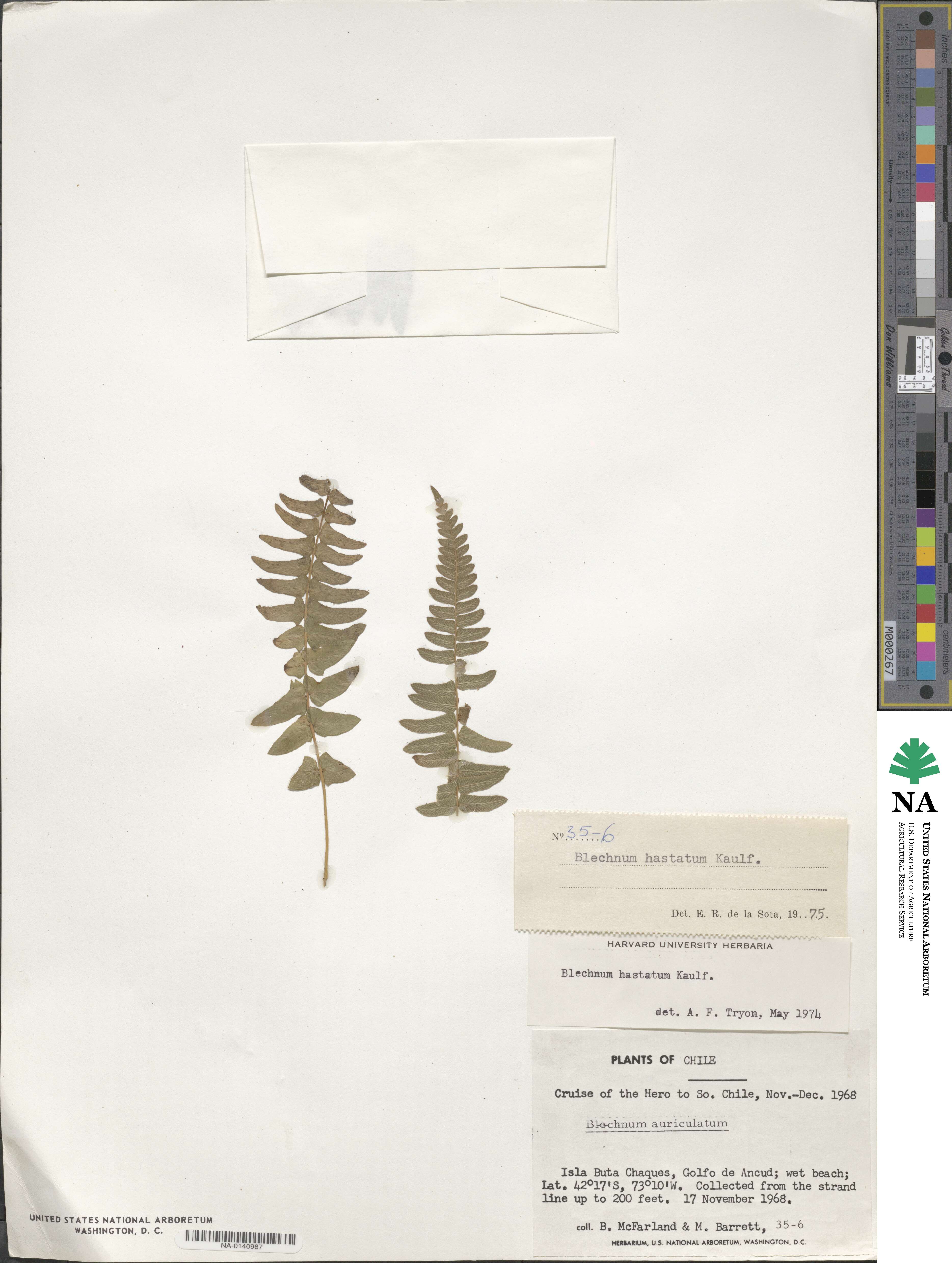 Blechnum hastatum image