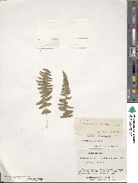 Blechnum hastatum image