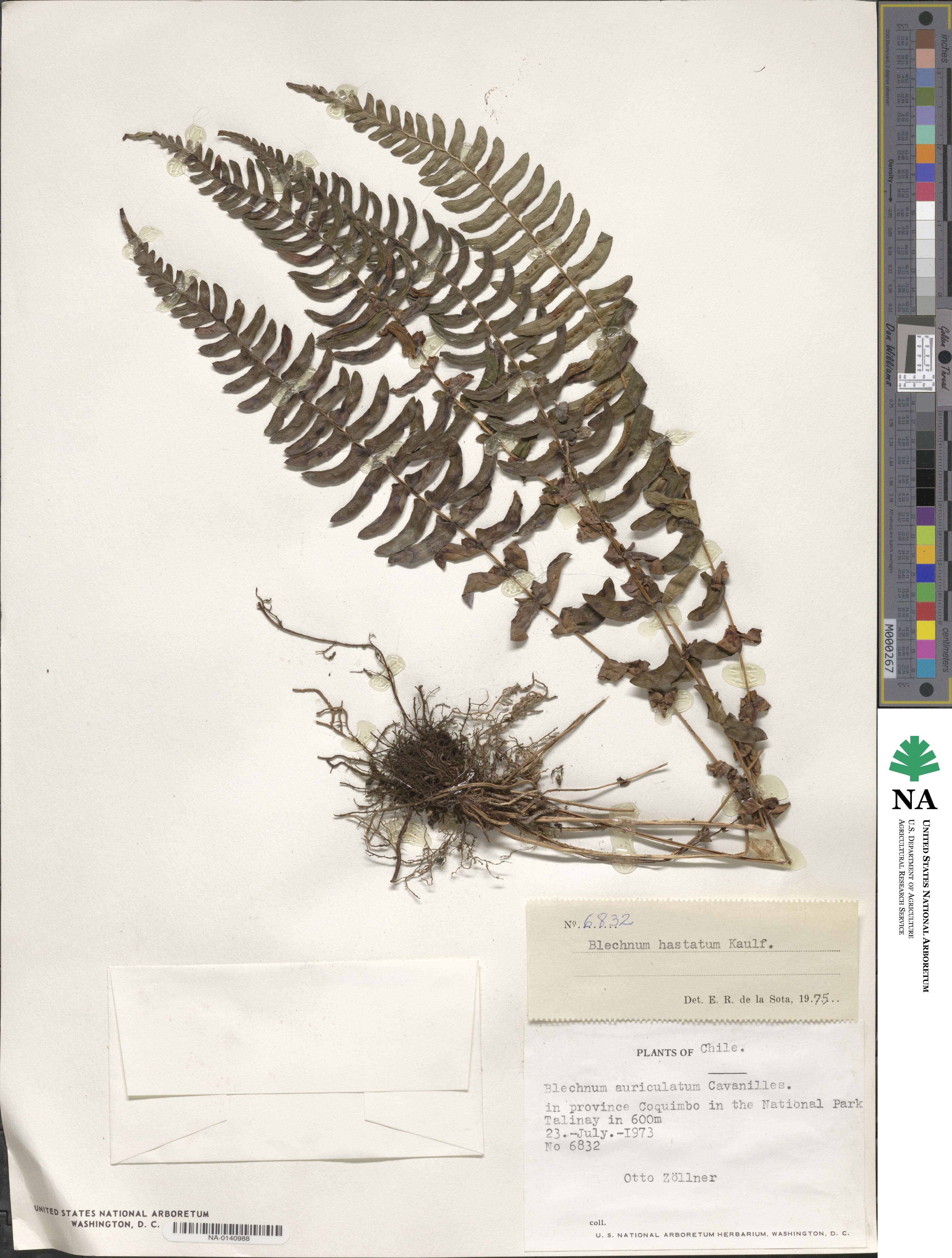 Blechnum hastatum image