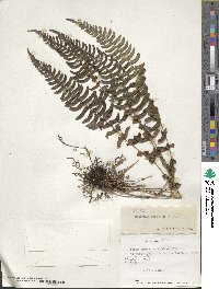 Blechnum hastatum image