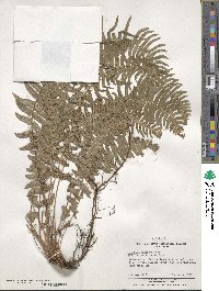 Blechnum hastatum image