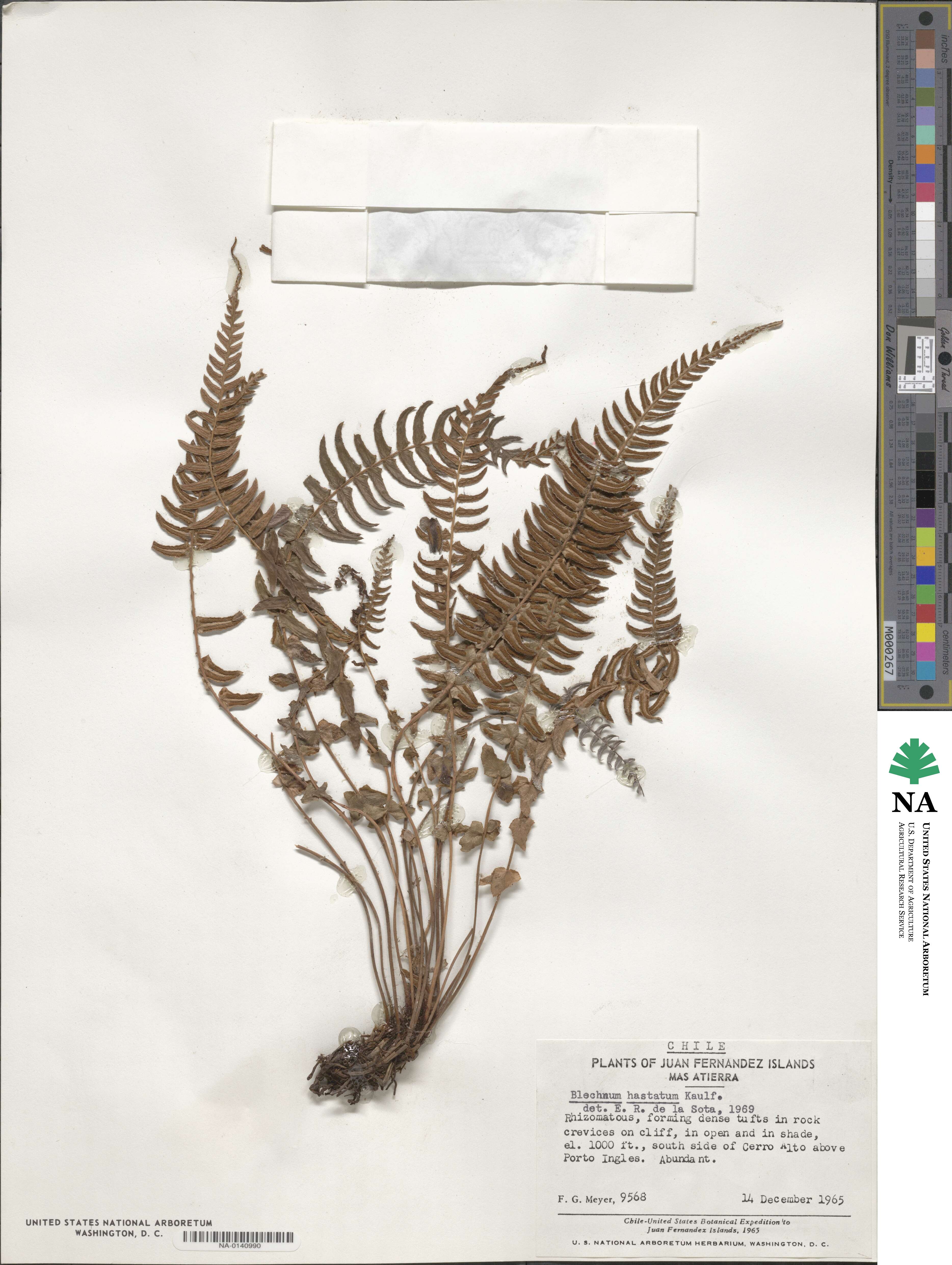 Blechnum hastatum image