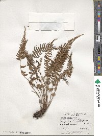 Blechnum hastatum image